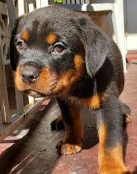 We have female rottweiler puppies for sale & male rottweiler puppies for sale! Rottweiler Puppies For Sale Lancaster Puppies