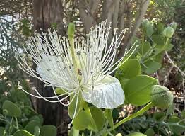 Image result for Capparaceae