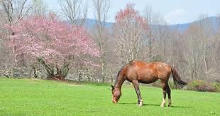 There is no doubt about it, flowering trees in shades of purple, violet, and lavender are an attractive addition to our landscape. 7 Great Flowering Trees For North Carolina Progardentips