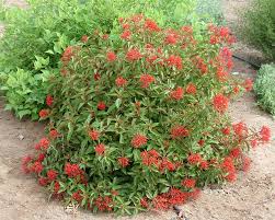 Image result for Hamelia patens