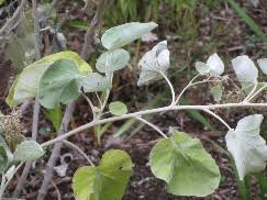 Image result for Adenia gummifera