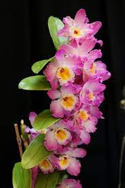 Dendrobium Orchids Beautiful Orchids Dendrobium Orchids Beautiful Flowers