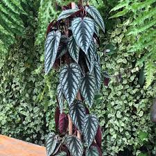 Image result for Cissus rubiginosa