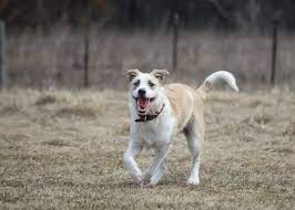 We did not find results for: Analyzing The Analysis Wisdom Panel Dna Tests Mixed Breed Dogs The Other End Of The Leash