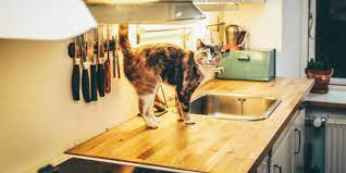 Keep reading to learn how to keep cats off counters in just 3 easy steps. How To Keep Cats Off Counters Cat Checkup