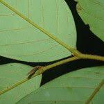 Image result for Polyceratocarpus