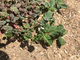 Image result for Boerhavia erecta