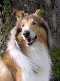 Collies Click Image To Find More Animals Pinterest Pins Rough Collie Beautiful Dogs Dogs