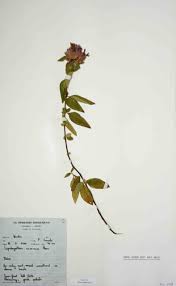 Image result for Lepidagathis scariosa