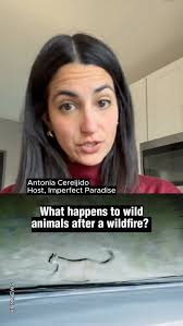 What happens to wild animals after a wildfire? 'Imperfect Paradise' host  Antonia Cereijido is answering some of the most frequently asked questions  our newsroom gets about the fires. For more, listen to