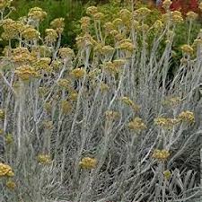 Image result for Helichrysum lineare
