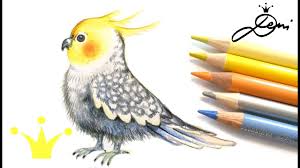 Nymphensittich Zeichnen Als Illustration Mit Buntstiften Vogel Malen How To Draw A Bird Youtube Das malen mit buntstiften trainiert handkraft sowie feinmotorik und fördert die kreativität.