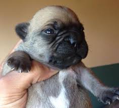 They are being reared in a family home with children, other 7/8 month old french bulldog kc registered so will come with papers fully up to date with vaccinations lovely loving dog genuine reason for sale any. Frenchton Puppies For Sale In Center Moreland Pennsylvania Classified Americanlisted Com