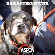 Aspca Assists In Removal Of Nearly 120 Dogs And Cats From Animal Sanctuary In New Mexico Animal Sanctuary Aspca Dogs