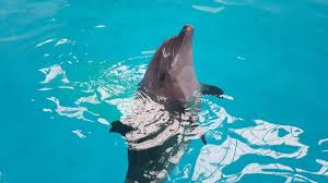 Delfinariul Inchis In Prima Zi A Anului