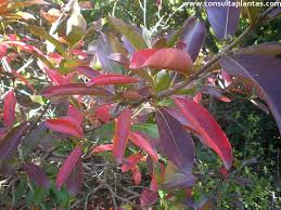 Image result for Combretum kraussii