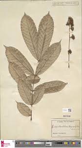 Image result for Anthonotha macrophylla