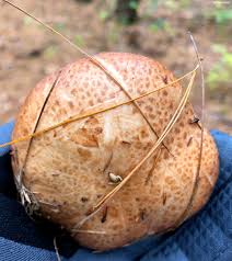 Image result for Suillus weaverae