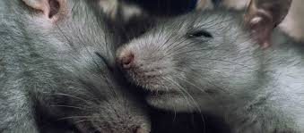 Um ratten zu vertreiben, musst du nicht zu giftködern greifen. Ratten Im Garten Garten Ratgeber Com