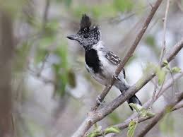 Image result for Afroqueta capensis