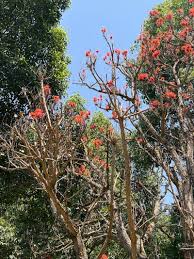 Image result for Erythrina abyssinica × lysistemon