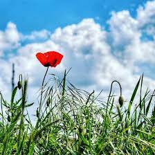 Pin By Fresh On Sugar Poppy Poppy Flower Poppies Wheat Fields