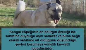 kangal vs pitbull sizce hangisi kangal mi pitbull mu izlesene com
