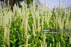 Image result for Justicia betonica