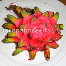Learn how to care for these plants. Hylocereus Costaricensis Red Pitaya Red Dragon Fruit Buy Seeds At Rarepalmseeds Com