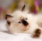 Top 25 Awesome Ragdoll Cat Names Ideas | Ragdoll Guide