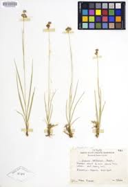 Image result for Juncus lomatophyllus