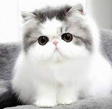  120 Ide Kucing Persia Kucing Persia Kucing Persia