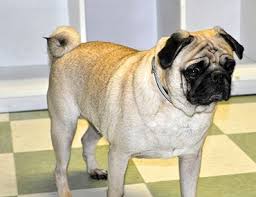 Image result for pug