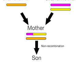 X Chromosome Recombination 39 S Impact On Dna Genealogy Dna Genealogy X Chromosome Family Tree Dna
