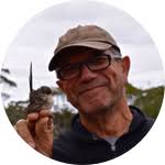 How do mixed species social groups help fairy-wrens?