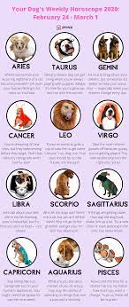Your Dog S Weekly Horoscope 2020 February 24 March 1 Dog Zodiac Dog Horoscope Zodiacs As Dogs