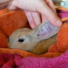 Rabbit tattoos are definitely not the most popular animal tattoos out there, but they aren't too far down the rankings, either. First Rabbit Tattoos Abernathy S Rabbitry