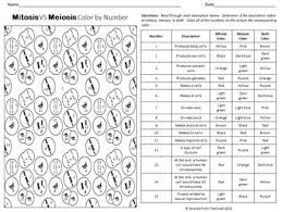 Mitosis Vs Meiosis Color By Number Worksheet For Review Or