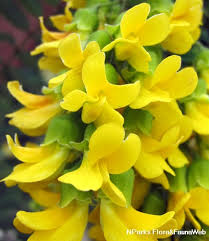 Image result for Calpurnia aurea