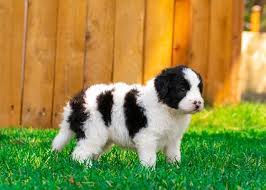 My husband is a former k9 handler. Adorable Bordoodle Puppy 4 Weeks Old Mountainrosebordoodles Bordoodle Borderdoodle Bordercollie Poodle Mountainrosebo Bordoodle Puppies Puppy And Kitten
