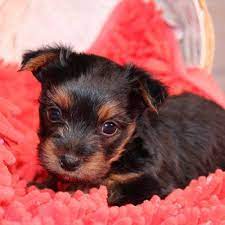 Tony Female Cane Corso Pup For Sale At Boston Massachusetts Vip Puppies Yorkshire Terrier Puppies Puppies Yorkshire Terrier
