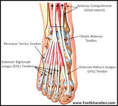 In other words, this page excludes information about the calf muscles… Anatomy Of The Foot And Ankle Orthopaedia
