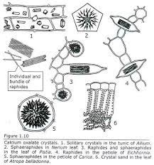Calcium Oxalate Crystals Plant Cell Kingdom Fungi Diagram