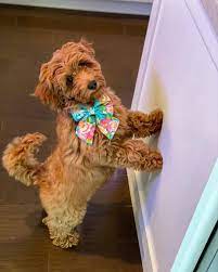 Mini, medium, standard breeding doods since: Hilltop Goldendoodle Puppy Home Facebook