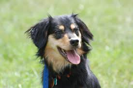 Black And Brown Australian Shepherd Puppy Black Tan Male English Shepherd English Shepherd Australian Shepherd Shepherd Dog