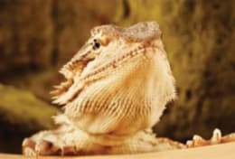 Our exotics veterinarian shares basic tips for caring for bearded dragons plus other interesting facts to know. Fun Facts About Bearded Dragons