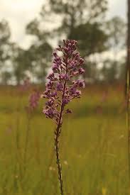 Image result for Triclisia