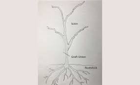 Image result for graft grape vines