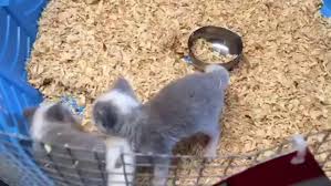 Pet friendly hotels in dade city dade city hotels with pools. Exotic Pets Aren T For Just Anybody