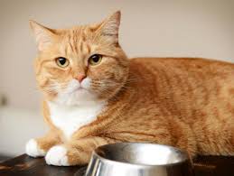 Why Grain Free Cat Food May Not Always Be The Best Choice Petmd